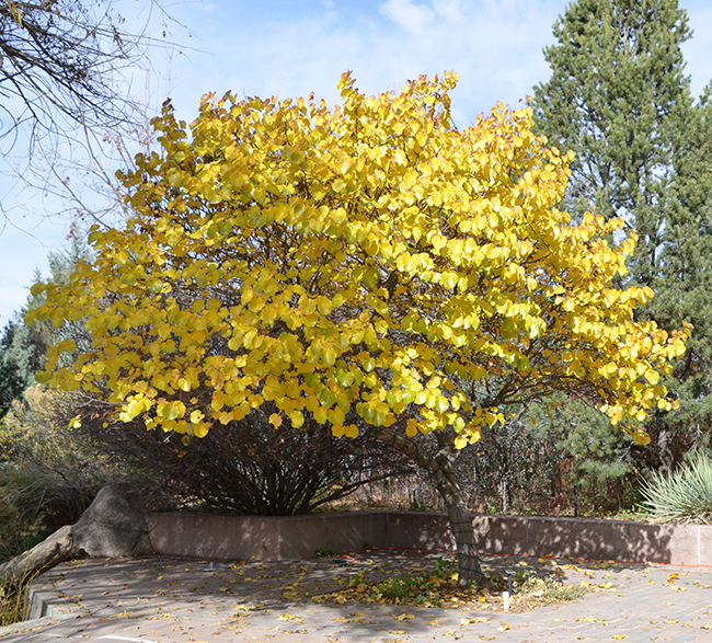 Photo of Cercis canadensis var texensis.