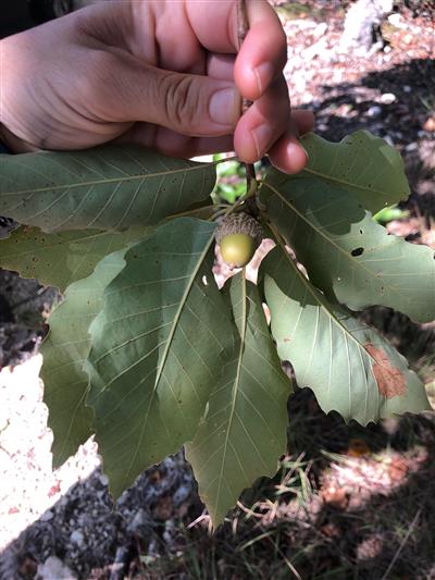Photo of Quercus muehlenbergii.