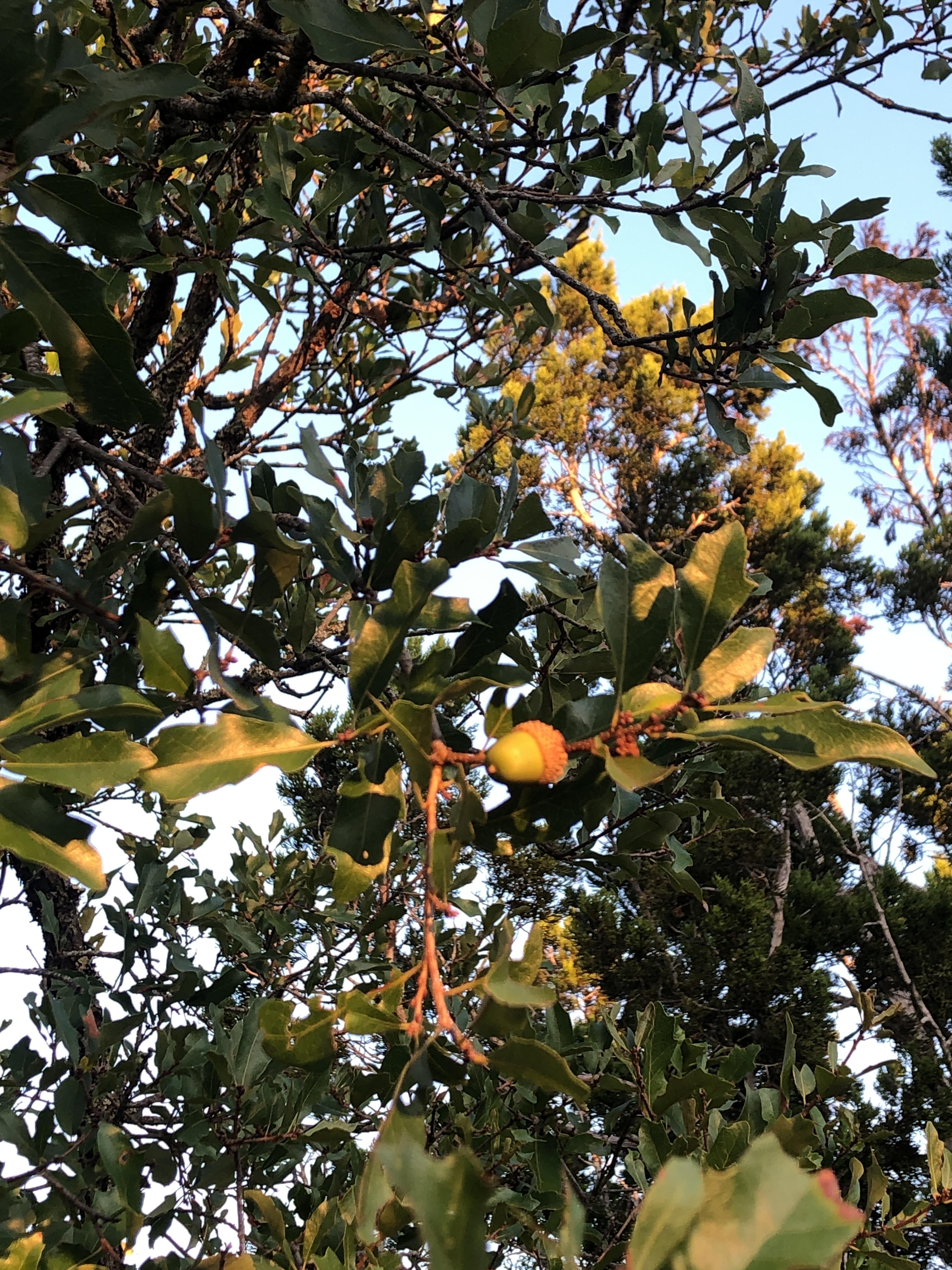Photo of Quercus vaseyana.