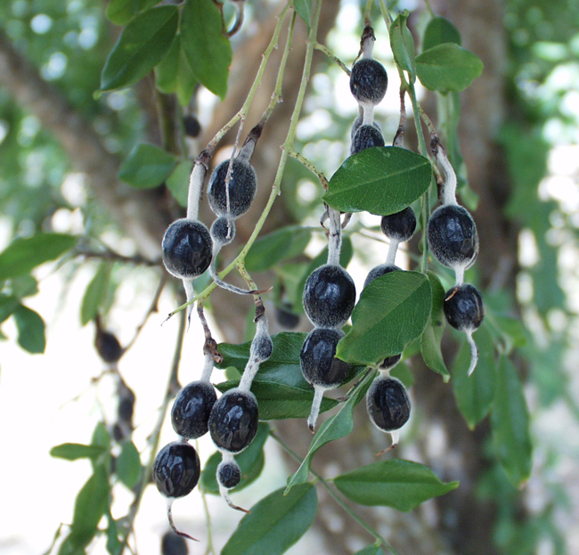 Photo of Sophora affinis fruit.