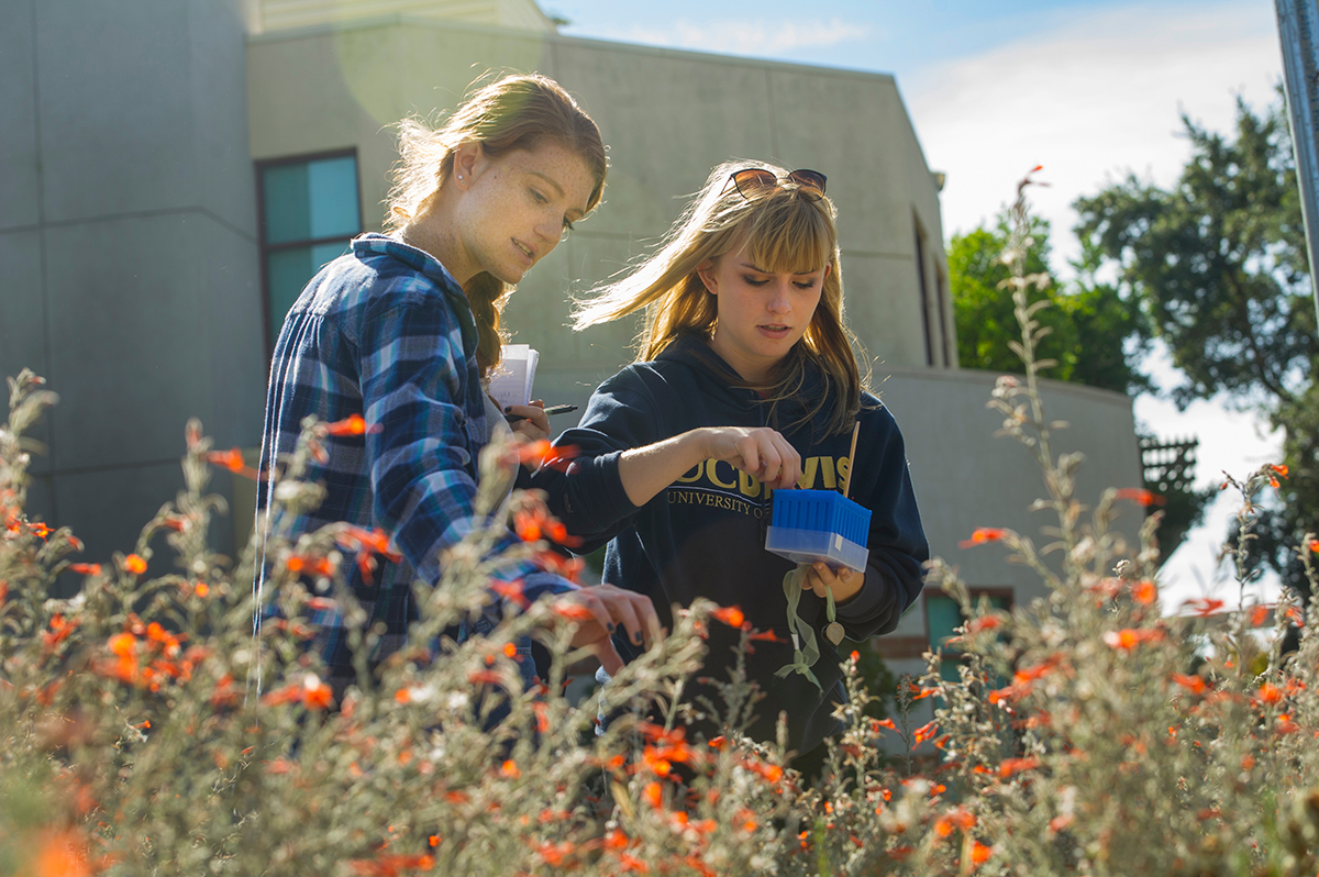 Students from Dr. Rachel Vannette’s laboratory in the Department of Entomology and Nematology examine fuchsia blossoms to help determine which floral traits are attractive to pollinators.