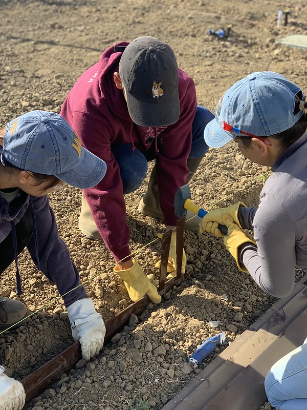 students installing irrigation
