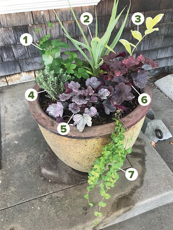 Image of container plants with corresponding numbers.