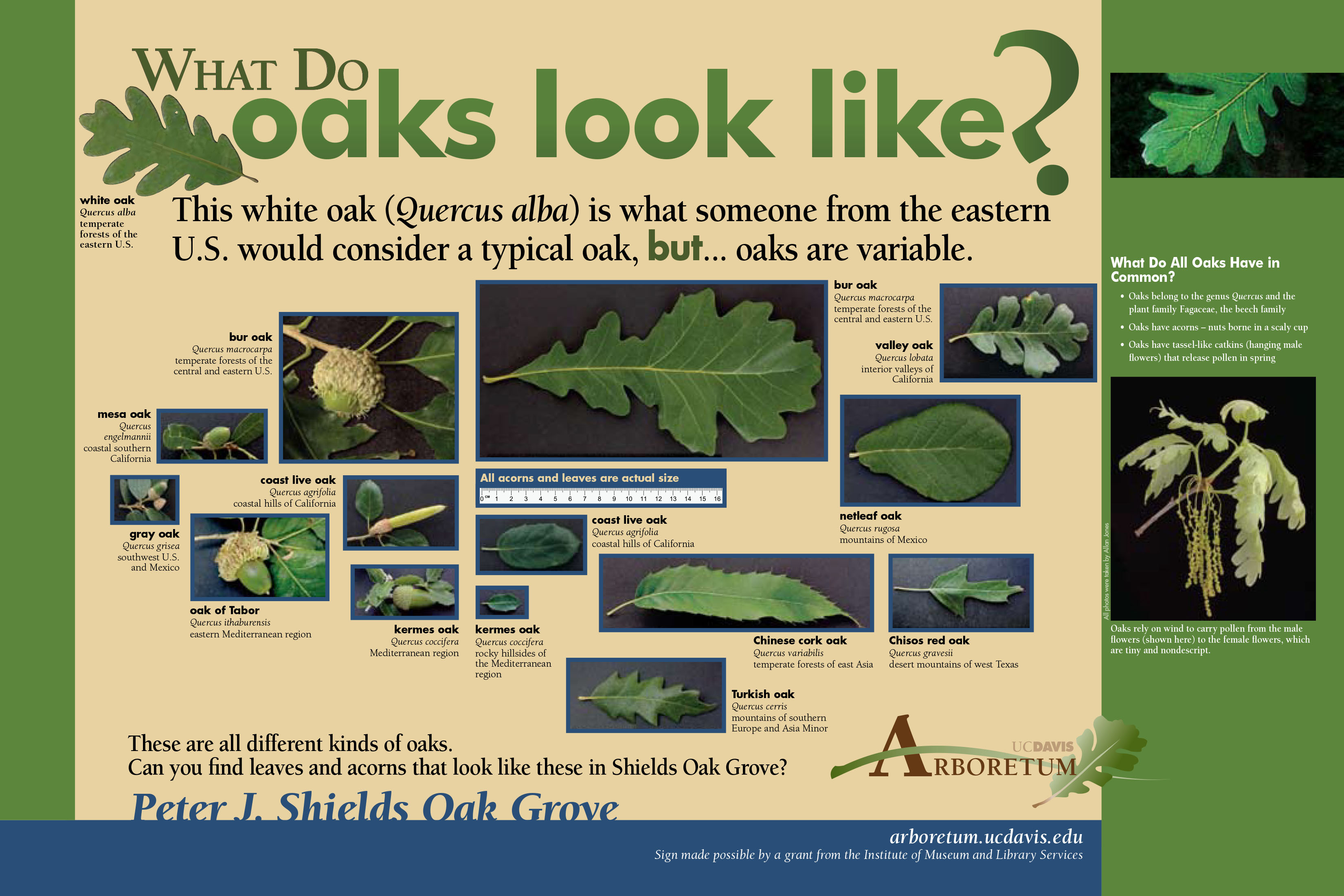 Preview of Peter J. Shields Oak Grove exhibit signs