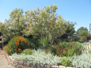 Chilopsis linearis tree among other plants