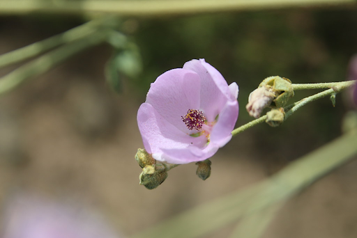 chaparral mallow