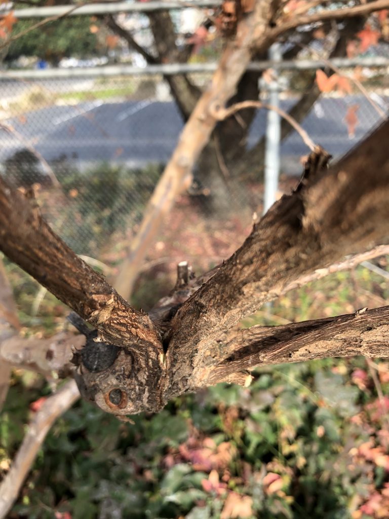 Close-ups of myrle branch.