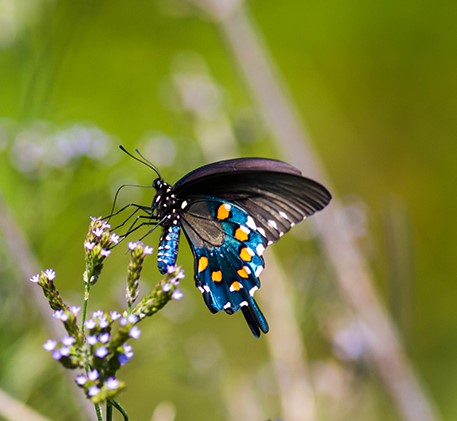 Pipevine butterfly