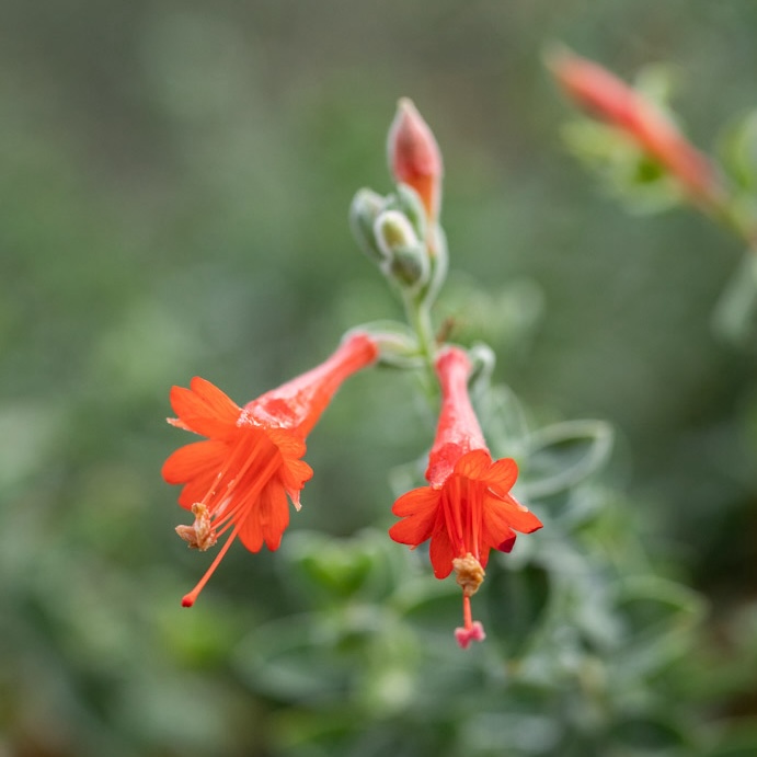 Epilobium canum cultivars