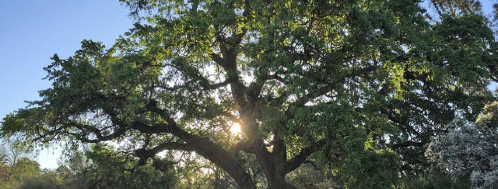 Image of valley oak in the UC Davis Arboretum with the sun setting behind.