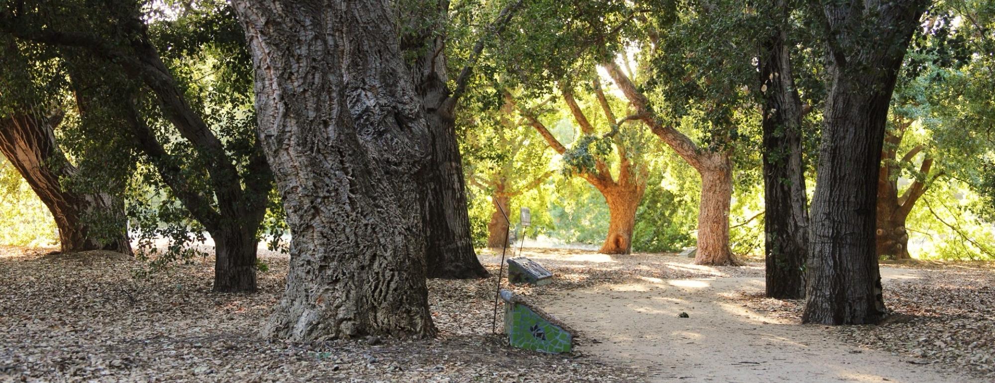 Image of the Peter J. Shields Oak Grove in the UC Davis Arboretum.