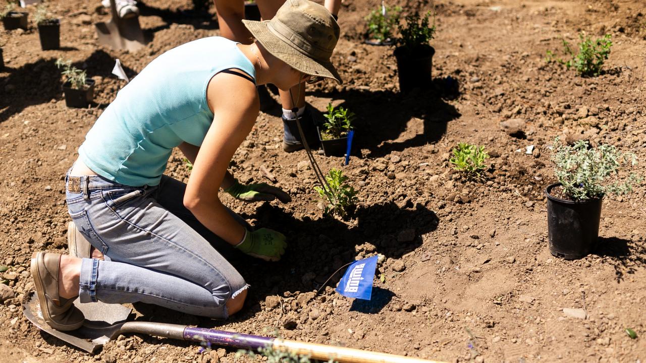 Woman planting a plant into the soil. 