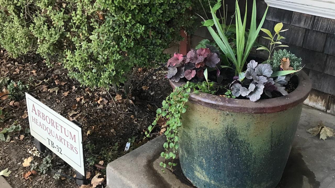 Image of container planting on the front step of the UC Davis Arboretum Headquaters.