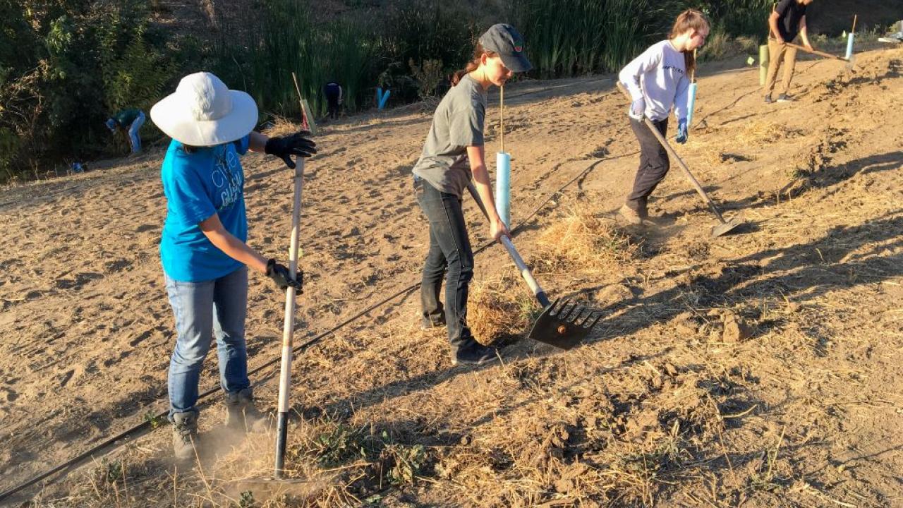 Students on the UC Davis Arboretum and Public Garden's Learning by Leading Habitat Restoration team work to restore a previously barren patch of land filled with plants that surround their man-made water way.