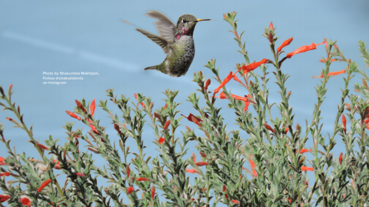 Image of a hummingbird drinking nectar from California fuchsia in the UC Davis Arboretum and Public Garden.