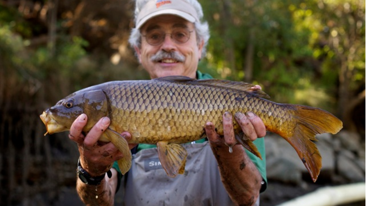 Peter Moyle, associate director of the Center for Watershed Sciences, poses with a common carp.