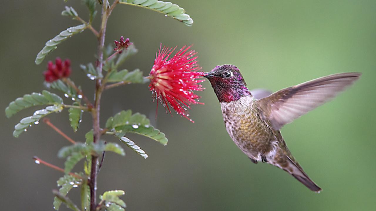 Image of hummingbird drinking from a blossom.