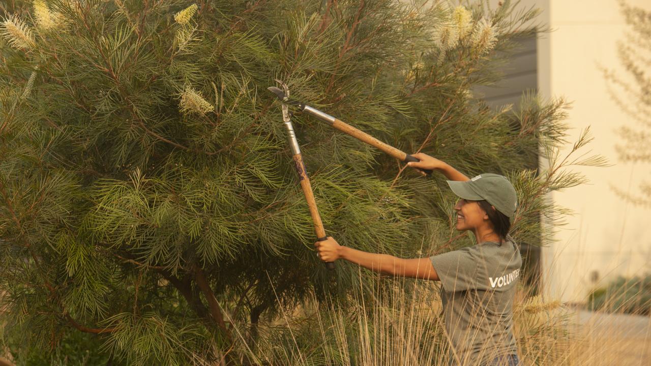 Image of worker pruning a small tree or shrub in the UC Davis Arboretum and Public Garden.