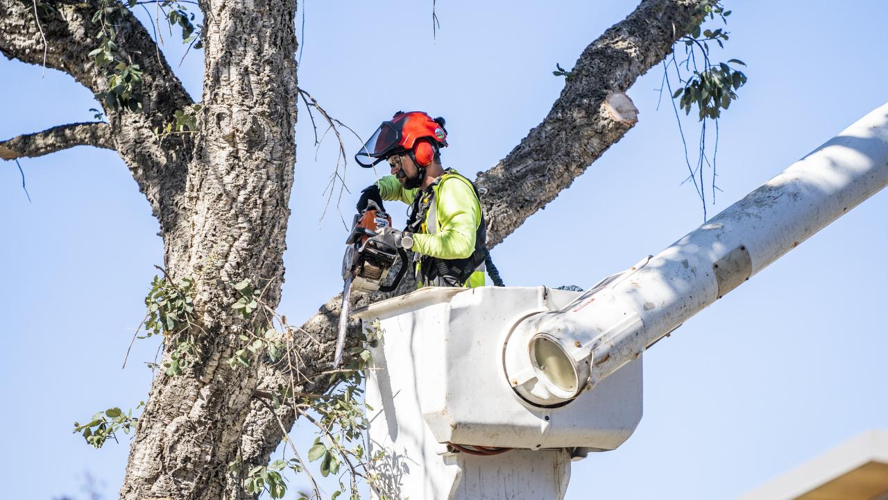 Person using a chainsaw to trim a large limb from a tree