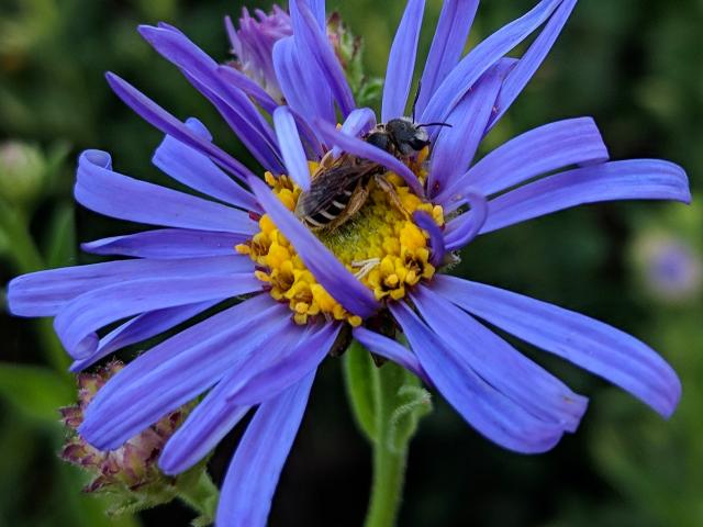 Image of bee on a flower.