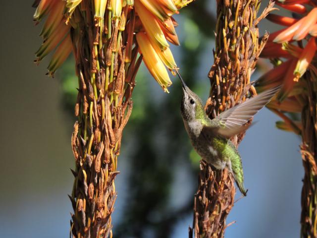 Image of a hummingbird drinking nectar from a torch lily in the UC Davis Hummingbird GATEway Garden.
