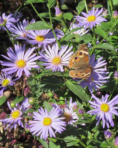 Butterfly on a patch of flowers