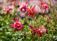 Image of red columbine flowers at the UC Davis Arboretum Teaching Nursery.