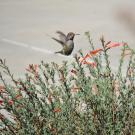 Image of hummingbird grazing in a patch of California fuchsia in the UC Davis Hummingbird GATEway Garden.