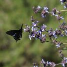 Image of pipevine swallowtail butterfly on Salvia. 