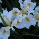 image of white iris.