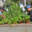 Image of students working at the salad bowl garden.