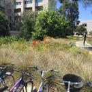 Image of a low-water, sustainable, UC Davis landscape with parked bikes in the foreground.