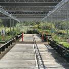 Drying concrete in the aisle between rows of plants