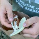 Image of hands opening up a milkweed pod to reveal seeds that are ready to harvest.